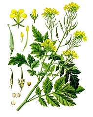 Biela horčica 25 kg