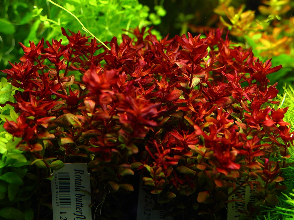 Rastliny akvária Rotala Mini Butterfly
