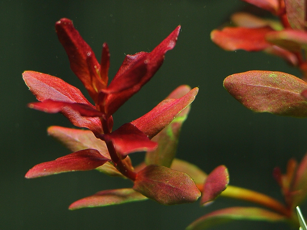 Rastliny akvária Rotala Mini Butterfly
