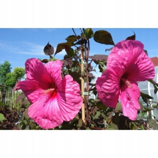 14 OSOBNÝ IBIŠEK FUCHSIA