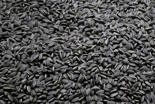 ČIERNA SLNEČNICA ZIMNÉ KRMIVO TITKORE KRMÍTKO 5kg
