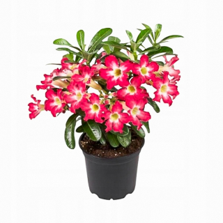 Sadenica ADENIUM OBESUM v 1-2 litrovej nádobe