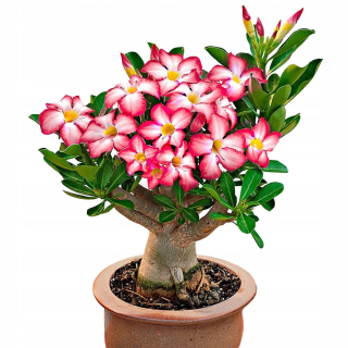 ADENIOVÁ PÚŠTNA RUŽA Adenium Obesum ADENIUM ČIERNA