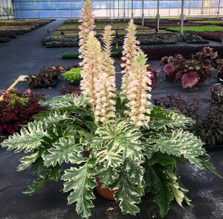 ACANTHUS WHITEWATER ~ ORIENTÁLNY VZHĽAD ~ ACANTHUS