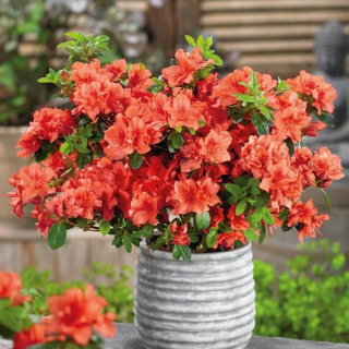 Rododendrony a azalky, sadenice pomarančov v 2-3l nádobe, 15-30 cm