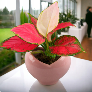 Aglaonema Pinky Promise hybridná odroda, farebná DØ6cm UNIKÁT