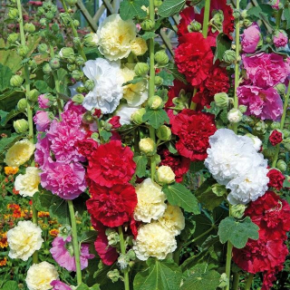 Alcea Malwa plná zmes mix 5 ks.