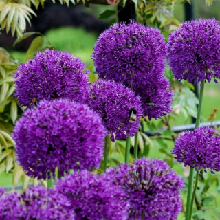 Allium Ornamental Garlic Purple Rein 5 ks AKCIA