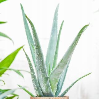 Sadenice aloe vera v 0,5l nádobe