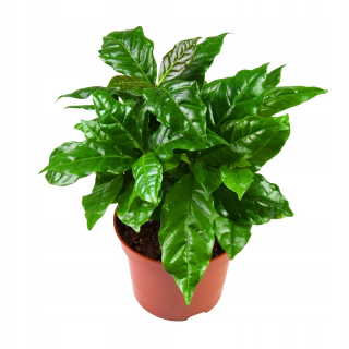 Arabská káva Coffea Arabica Sadenice Arabica v kvetináči P12, zelená rastlina
