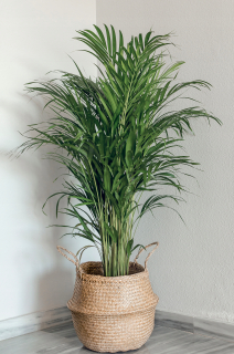 Areca palma Areca Dypsis silne čistí vzduch. Výška 70 cm MIKROKLÍMA
