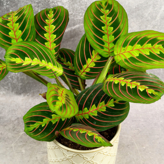 Arrowroot leuconeura RED STRIPE krásny, D12cm, ideálny ako darček