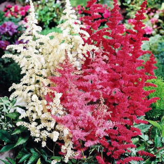 Astilbe Arends lúčna zmes mix 5 ks.