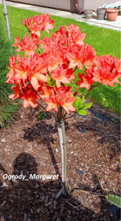 Sadenice rododendronov a azaliek v 1-2l nádobe, 90-110 cm