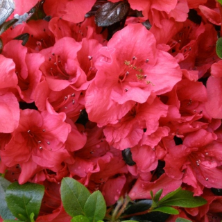 Rododendrony a azalky červené, panašované, ružové sadenice v nádobe 0,5-1l 15-25 cm