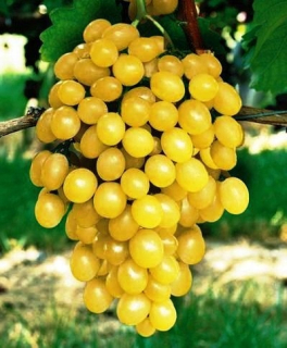 Sadenica viniča Arkadia (Vitis vinifera), 40–60 cm, kontajner 2–3 l