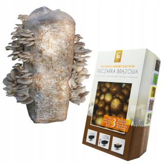 Hliva ustricová + hnedá hliva 15kg/3L