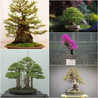 KOLEKCIA BONSAI SEED č.8 Sada 4 balení