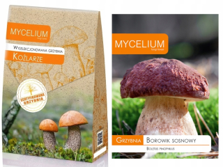 Vybrané mycélium Mycelium Leccinum