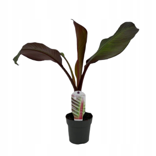 Červený banán Maurelii (Ensete ventricosum) semenáč P12