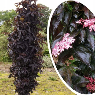 Baza čierna BLACK TOWER Eifel Sambucus veľký P9