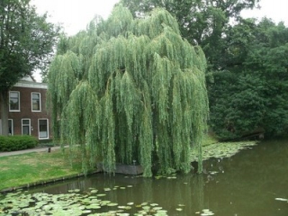 Sadenice vŕby s holým koreňom, 170-190 cm
