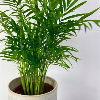 Veľká CHAMEDORA Coral Palm Chamaedorea Elegans