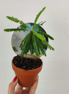 Biophytum sensitivum mukkutti Palma