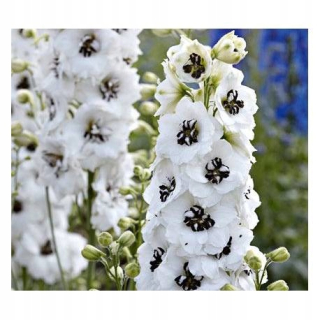 Delphinium - sadenica. Biela s čiernym okom