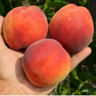 Broskyne a nektárinky INKA sadenica s holým koreňom 130-150 cm