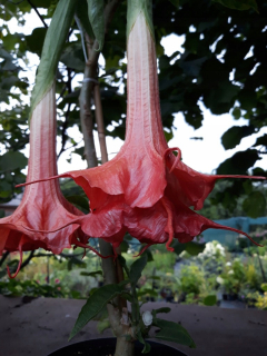 Brugmansia červená Thea's Liebling /datura/