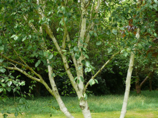 Brzoza Wielopienna doorenbos 40-60cm P9