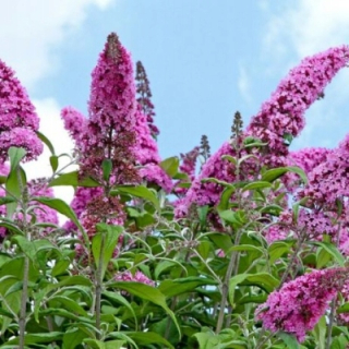 Sadenice Buddleia ON THE TRUNK pink PINK DELIGHT - vzácnosť s jedinečnou farbou