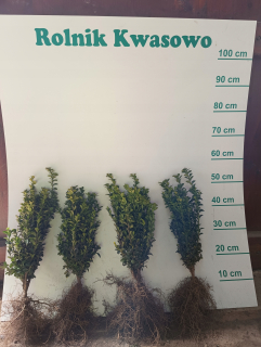 Sadenica buxusu s holým koreňom, 40-45 cm