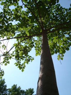 CARP Paulovnia Oxytree Oxygen Tree Záruka