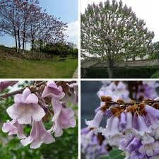 CARP large Paulownia Oxytree Oxygen Tree Záruka