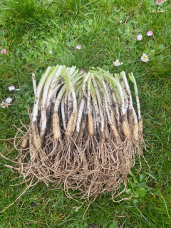 Cibule medvedieho cesnaku, sadenice, 150 kusov