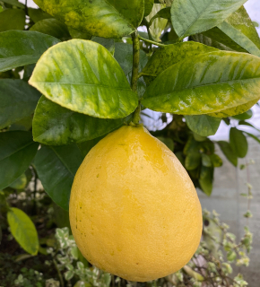 SKIERNIEWICKA CITRÓN Citrus do 9 cm
