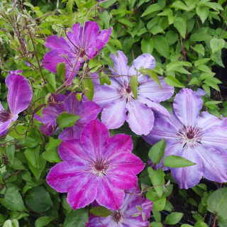 Sadenica Clematis v 1-2l 30 cm nádobe
