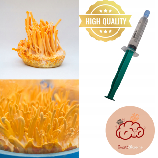 CORDYCEPS MILITARIS (CORDYCEPS MILITARIS) - TEKUTÉ MYCELIA 10ML LC