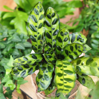 Calathea lancifolia Calathea lancetolistna roz. M