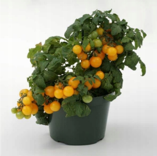 Miniatúrna cherry paradajka, citrónový šerbet, žltá