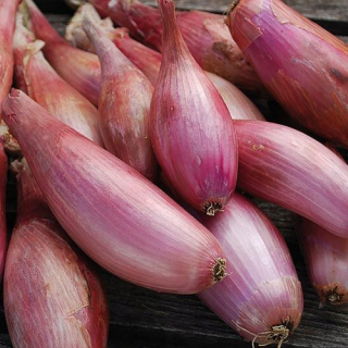 Sopelek jarná cibuľka 500g