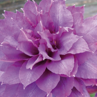 Clematis Vyvyan Pennell veľkokveté 2L LAVENDER FLOWERS