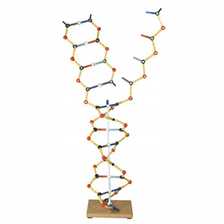 Cochranes of Oxford DNA - RNA model