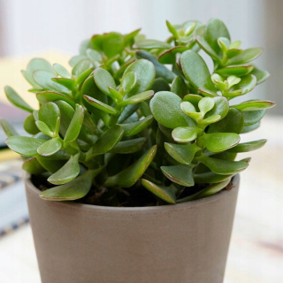 Crassula Ovata Crassula Strom šťastia Krásny