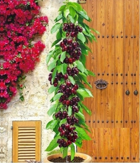 Čerešne a čerešne Podľa Popis: sadenica v balíku 130-160 cm