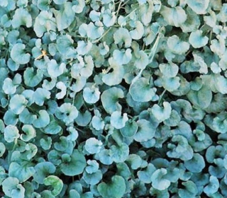 STRIEBORNÁ DICHONDRA - ZÁVESNÁ KASKÁDA