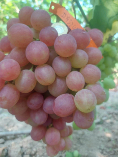 Vinič Daszenka 40-60 cm