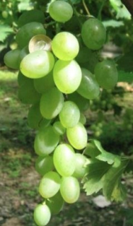 Vinič Gałbiena Nou 40-60 cm